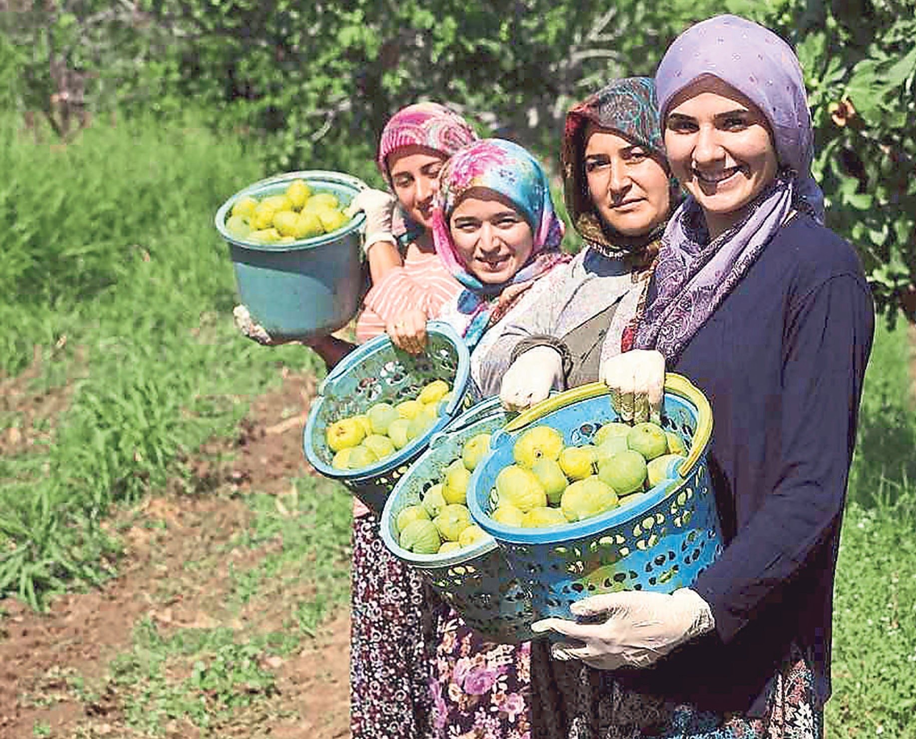 Aydın’ın kuru inciri dünyayı fethetti