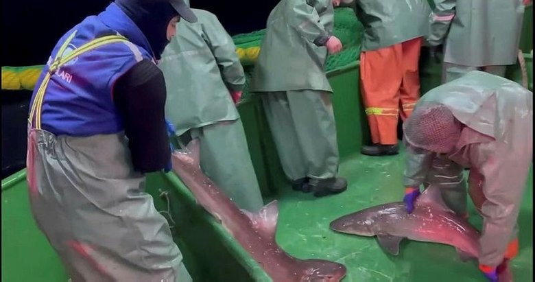 Çanakkale’de ağlara takılan köpek balıkları denize salındı