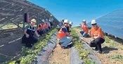 Gıda üretiminde devrim: Agrivoltaik tarım