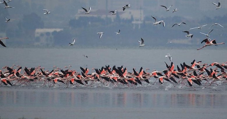Gediz Deltası’nda kış kuşları kayıt altına alınıyor! İzmir Kuş Cenneti’nde nüfus sayımı