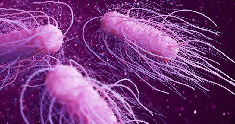 Dünya Sağlık Örgütü uyarı verdi: Salmonella bakterisinde ikinci seyir!