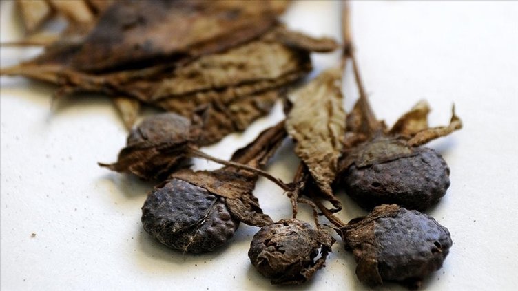 Faydaları var ama kullanımı riskli! Güzelavrat otu nedir?