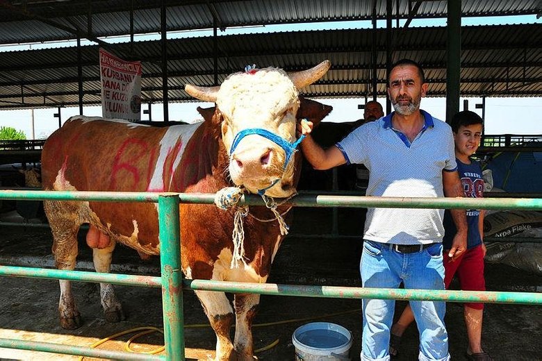 Kurbanlık tosun otomobil fiyatına satışa sunuldu