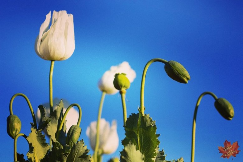Afyonkarahisar’da haşhaş bitkisinin açan çiçekleri görenleri büyüledi