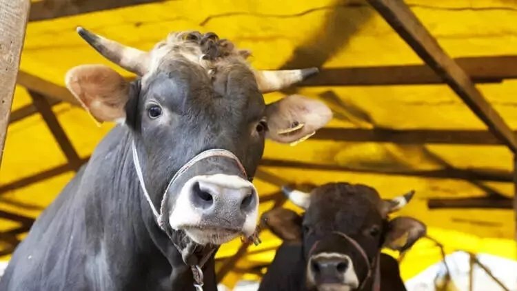 Kurban keserken hangi dualar okunur, nasıl tekbir getirilir, niyet edilir?