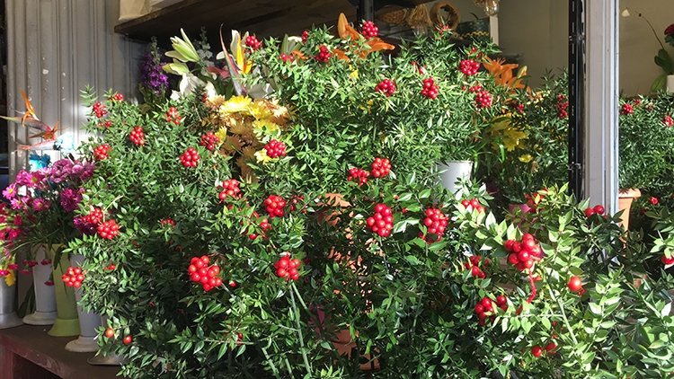 Evinize şans ve bereket getiren yılbaşı çiçeği kokina