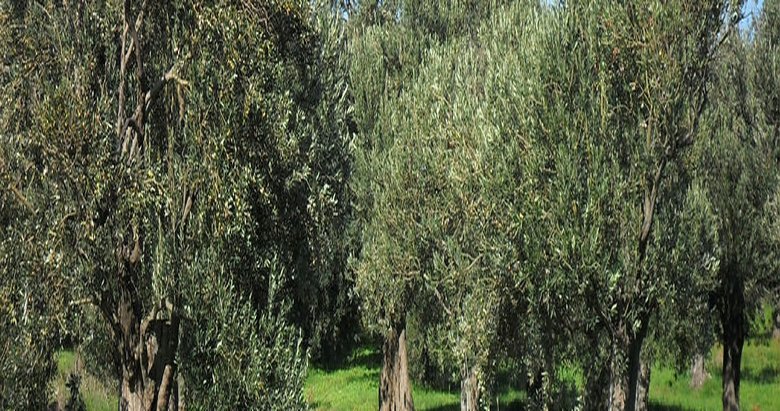 Anıt zeytin ağaçları çevreyi koruyacak