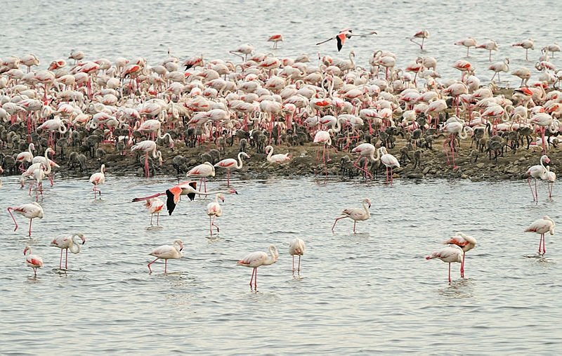 İzmir Kuş Cenneti’nde binlerce flamingo yumurtadan çıktı