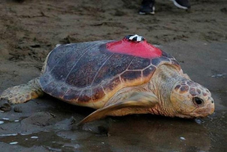 Caretta Tuba 15 bin kilometre katetti, 6 milyon kişi izledi