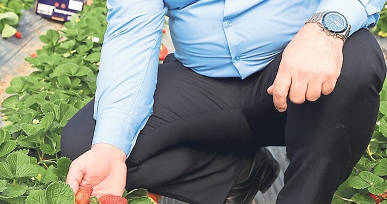 Antalya sıcağı çileğe yaradı