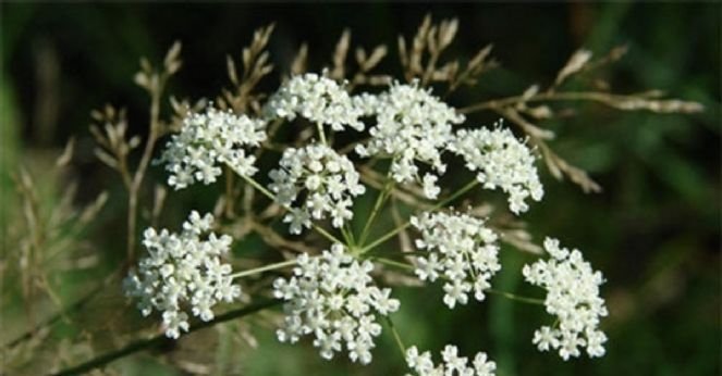 Abdestbozan otu ne işe yarar? Abdestbozan otunun faydaları nelerdir?