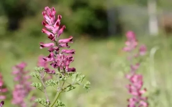 Tuvalete çıkmaya zorlanıyor musunuz? O zaman bu çay tam size göre