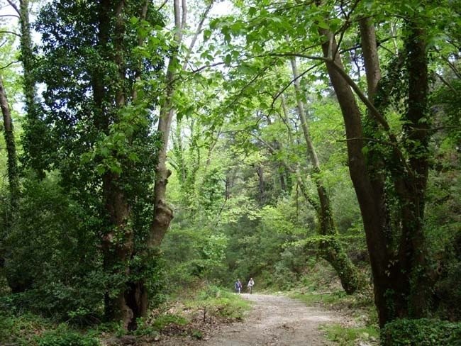Aydın’da tedbirler kapsamında ormanlık alanlara izinsiz girilemeyecek