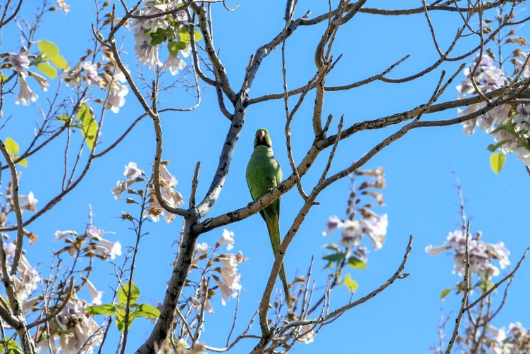 İzmir’in sevimli misafirleri: Yeşil papağanlar