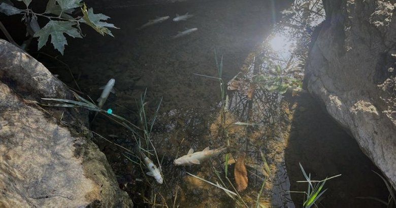 Çanakkale’de korkutan görüntü! Suların çekilmesiyle ortaya çıktı