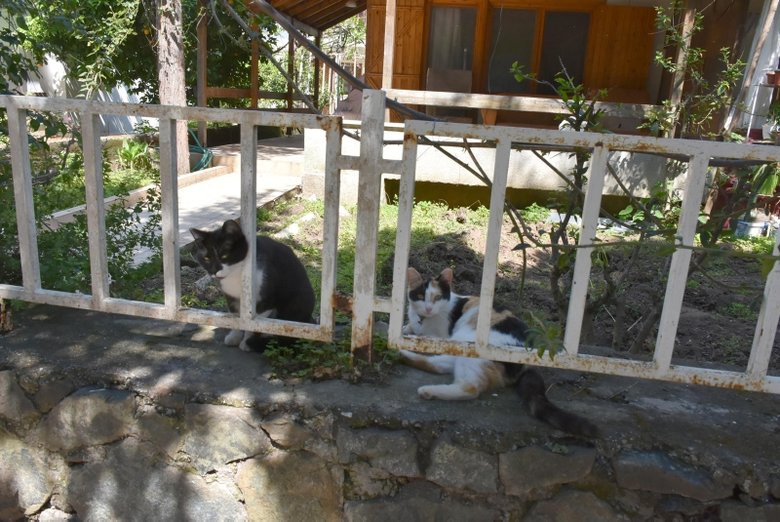 Muğla’da inekler karayoluna indi: Sokaklar hayvanlara kaldı