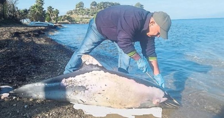 Öldürülen 2 metrelik yunus sahilde bulundu