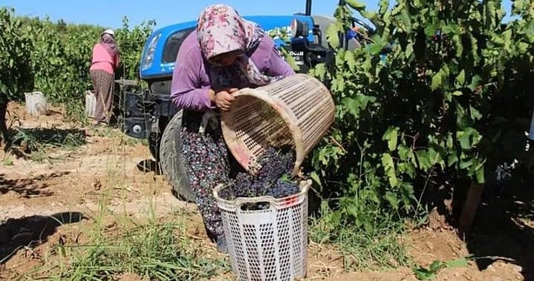 Üzüm hasadında küresel ısınma etkisi! Her zamankinden 1 ay erken başladı