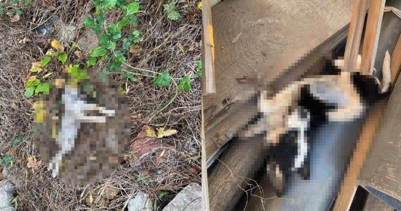 Çanakkale’de vahşet! Barınaktaki köpekler açlıktan birbirlerini yedi