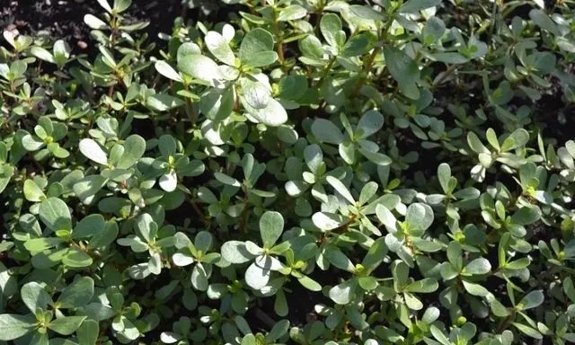 Pirpirim otunun faydaları nelerdir? Pirpirim otu ne işe yarar?