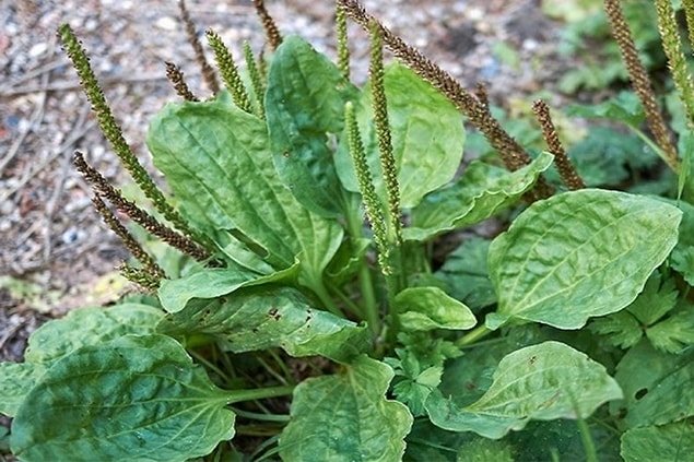 Tüberküloz hastalığına karşı birebir: Sinir otu!
