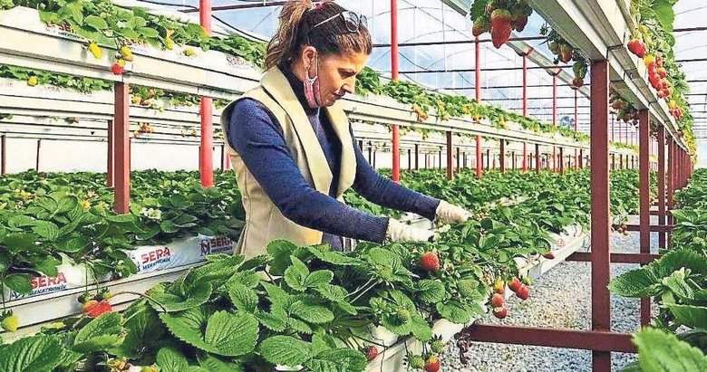 Öğretmenliği bıraktı, çilek yetiitiricisi oldu
