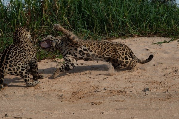 Jaguarlar karşı karşıya gelince...