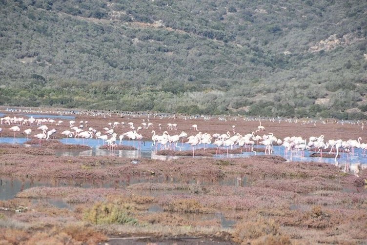 Muğla’da flamingolara ev sahipliği yapan Tuzla Sulak Alanı’nda tepki çeken görüntü