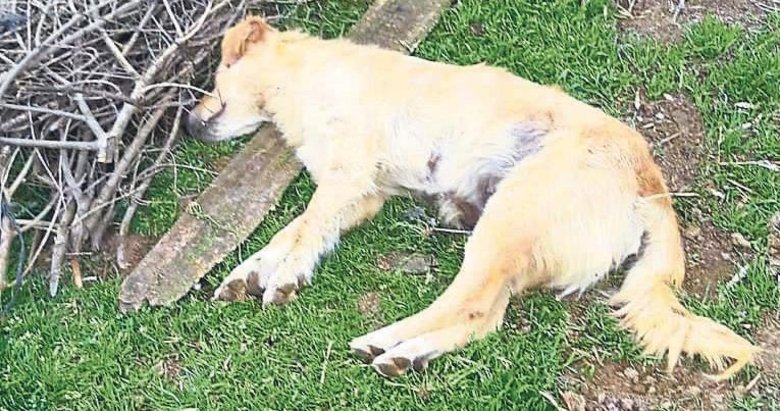 Hayvanları zehirlediler