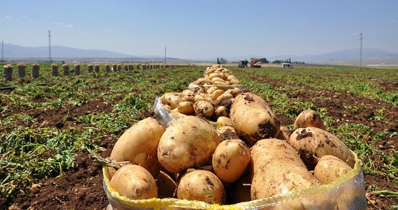 Afyonkarahisar’da patates hasadı başladı