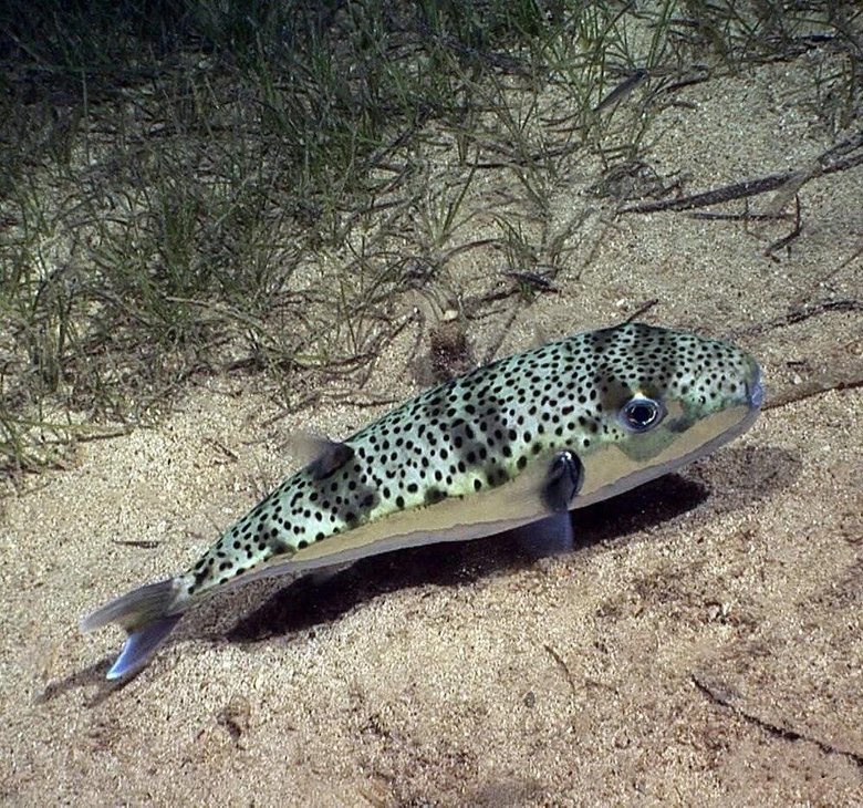 İki tür daha istilaya katıldı! Sayıları hızla artıyor