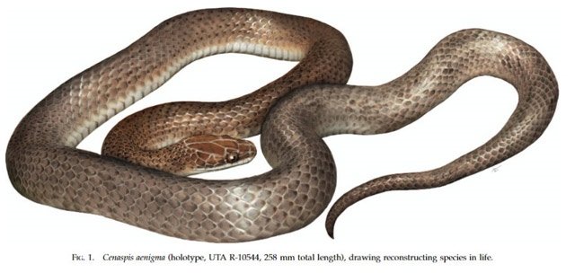 yilan midesi icinde yasayan yeni bir