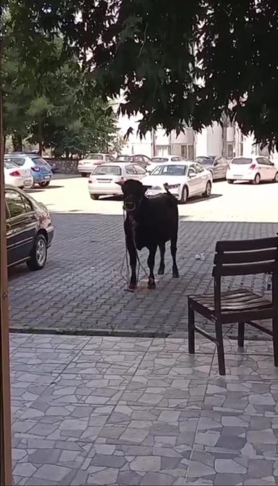 İzmir’de kurban manzarası! Danalar kaçtı, sahipleri kovaladı