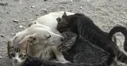 Köpek, kedi yavrularını böyle emzirdi