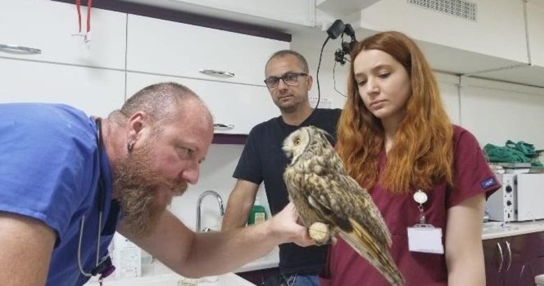 Ölmek üzere olan boynuzlu baykuş 15 günde sağlığına kavuştu