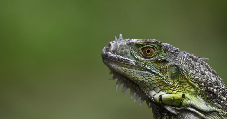 Tayvan’da tarımı olumsuz etkileyen 120 binden fazla iguana itlaf edilecek