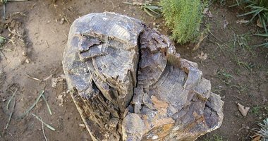 Uşak’taki yol çalışmasında bulundu!  16 milyon yıllık olduğu düşünülüyor