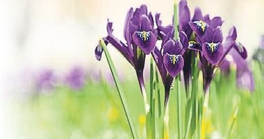 İhracatı yasak doğal çiçek soğanları belirlendi