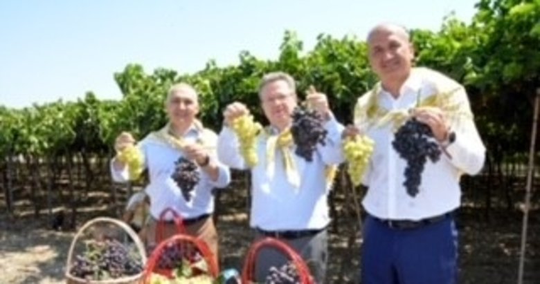 Gediz’in bereketli topraklarında ilk üzüm hasadı gerçekleşti