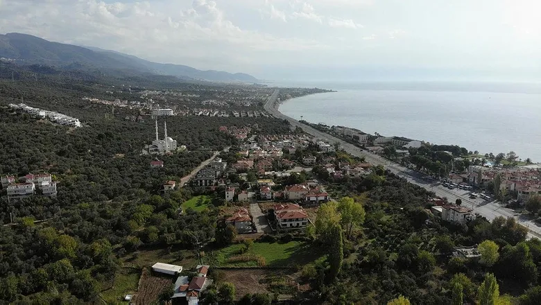 Zeytin ağaçları ranta kurban gidiyor! Kıyım 2020’de de devam ediyor