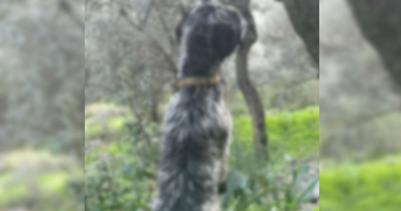 Muğla’da kan donduran vahşet! İple boğazından ağaca asılan köpek ölü bulundu