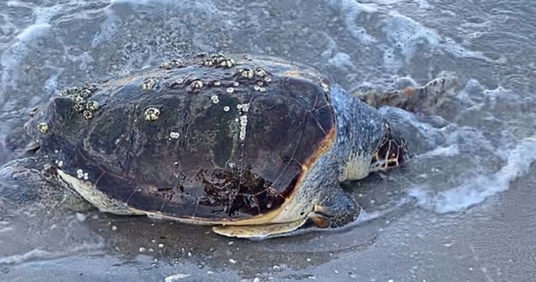 Bodrum sahilinde son 1 ayda ikinci esrarengiz ölüm!