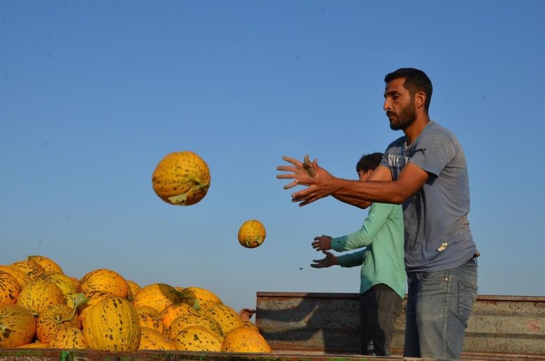Manisa’da Kırkağaç kavununda ilk hasat