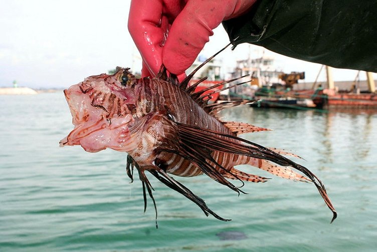 Ayağına düşen balık öldürüyordu! İzmir’de de balıkçı ağlarına takılmıştı
