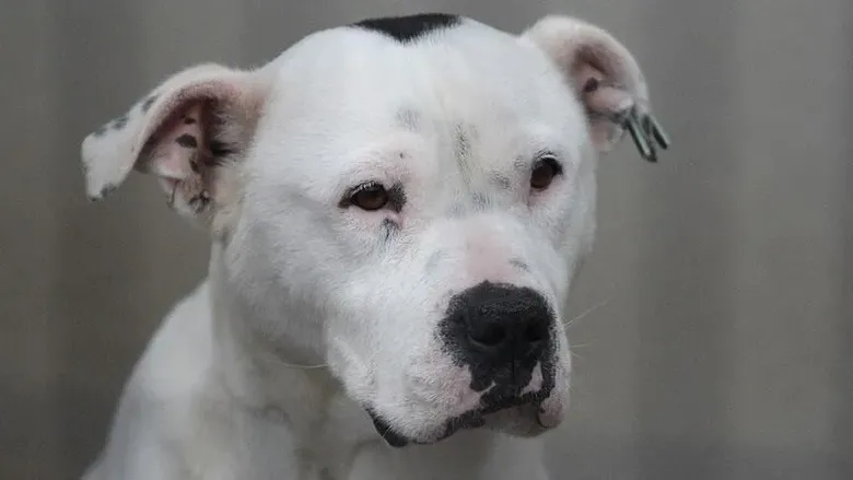 pitbull-firarda-1787866911815.png