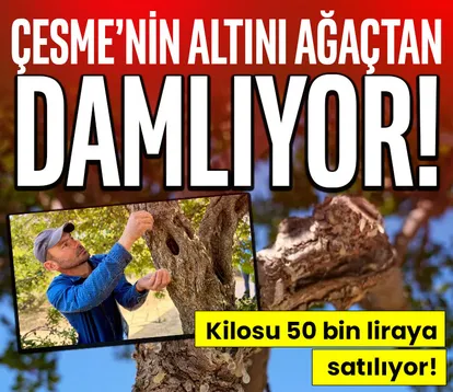İzmir’de Çesme’nin altını ağaçtan damlıyor!