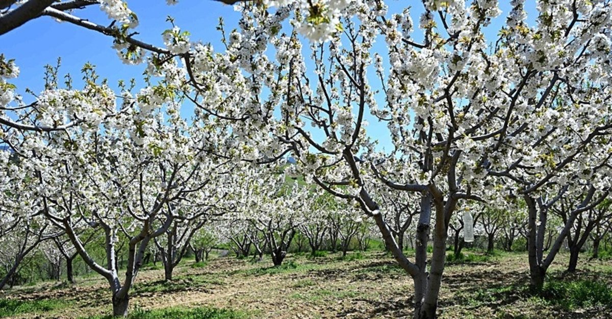 Manisa'nın coğrafi tescilli Demirci kirazında çiçeklenme başladı | Hedef 20 bin rekolte