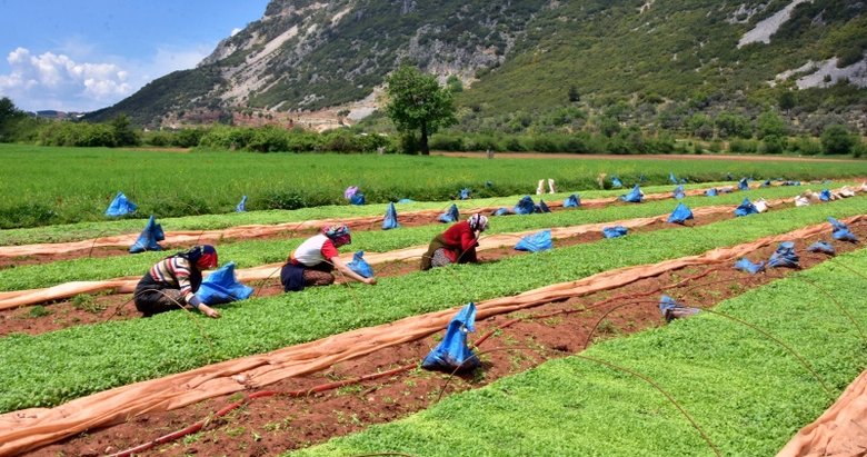 Muğla’da tütün üretimi yapan aileler hayallerini gerçekleştirmek için tarlada
