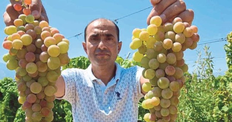Manisa’da çilek üzümü hasadı verimli başladı