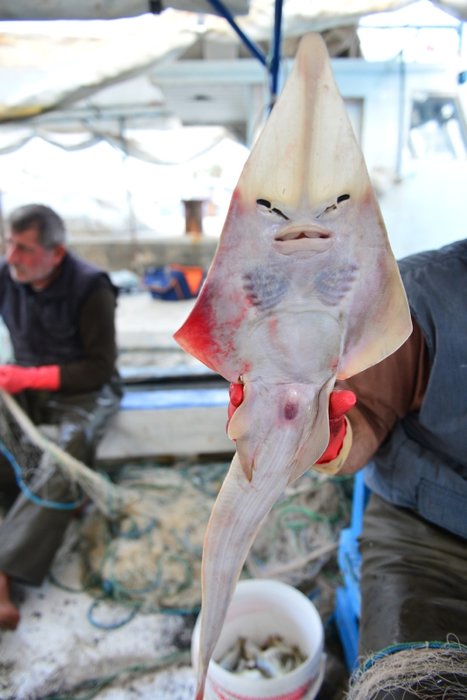 Balıkçıların yeni kabusu: İnsan yüzlü sapan balığı